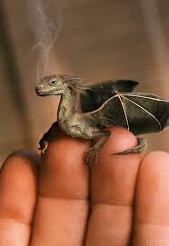 pictures baby dragons