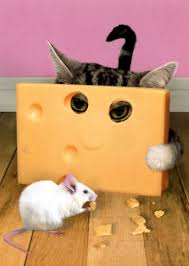 http://t0.gstatic.com/images?q=tbn:y-L4x87gBnj6vM:http://imagecache2.allposters.com/images/pic/GDFCARD/ABC08~ABC-Cat-peering-through-cheese-Posters.jpg&t=1