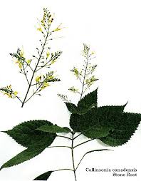 collinsonia