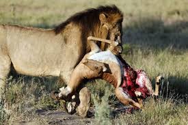 lions pics