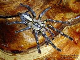 poecilotheria ornata