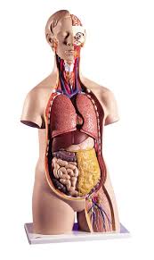 image anatomie corps humain