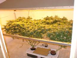 grow marijuana