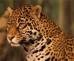 jaguar wild cat