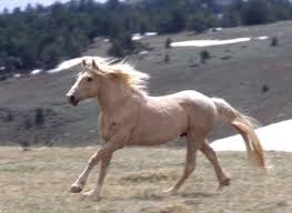 cloud stallion of the rockies