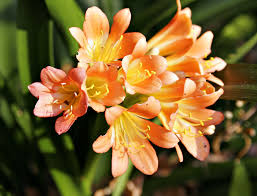 freesias