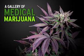 medical weed
