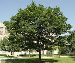 pictures shade trees