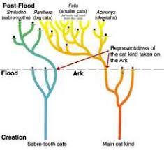 cat evolution tree