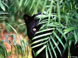 black and wild