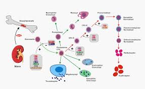 File:EPO H�matopoese.png
