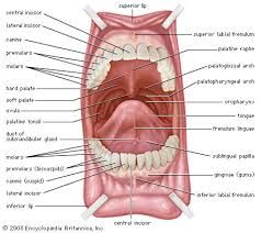 hard palate