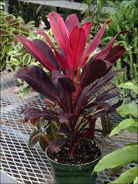 cordyline plants
