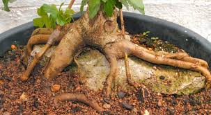 bonsai technique