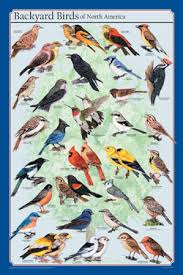 birds of north america