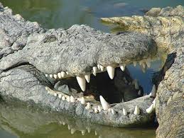 croc teeth