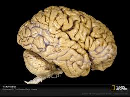 human brain image