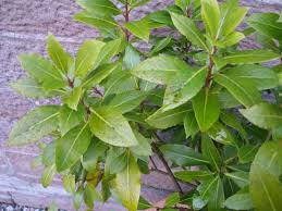 bay laurel leaves