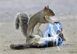 star wars squirrels