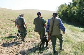 chasse au lievre