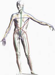 albinus anatomy