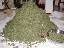 ganja