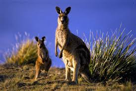 eastern grey kangaroo