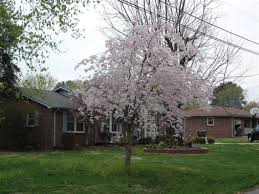 weeping cherry tree photo