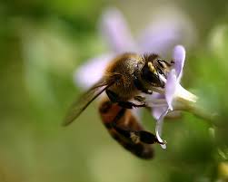 types of bees