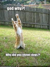 funny cats and dogs