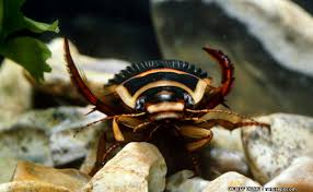 diving beetles