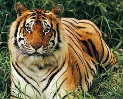 http://t0.gstatic.com/images?q=tbn:yK6s6aGArAlozM:http://www.nepalvista.com/photo-gallery/knowyournepal/tiger1.jpg&t=1
