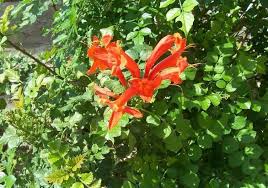 tecomaria capensis