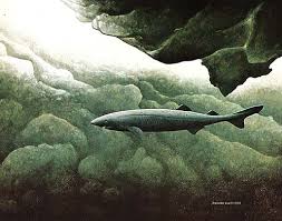 shark. GREENLAND SHARK