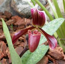 slipper orchid
