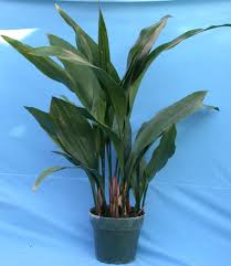aspidistra plant