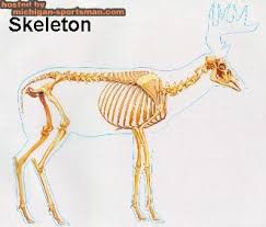 deer skeleton anatomy
