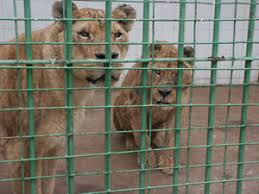 venta clandestina de animales