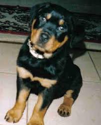 Rottweiler health and nutrition