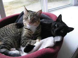 black tabbies