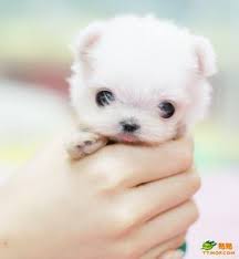 pictures of tiny dogs