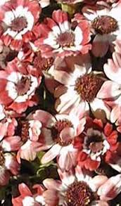 senecio cruentus