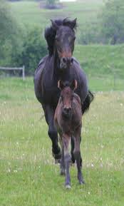 horses 4 sale