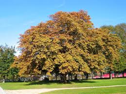 aesculus hippocastanum horse chestnut