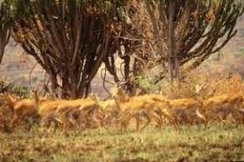 savanna climate