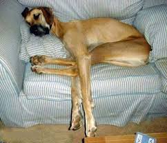 funny pictures of animals