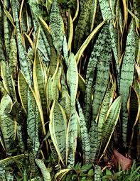 motherinlaw plant