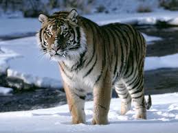 images tigre