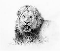 lion illustrations
