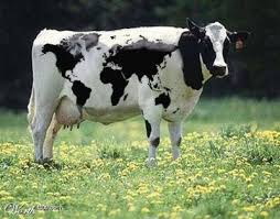 vaca de leite